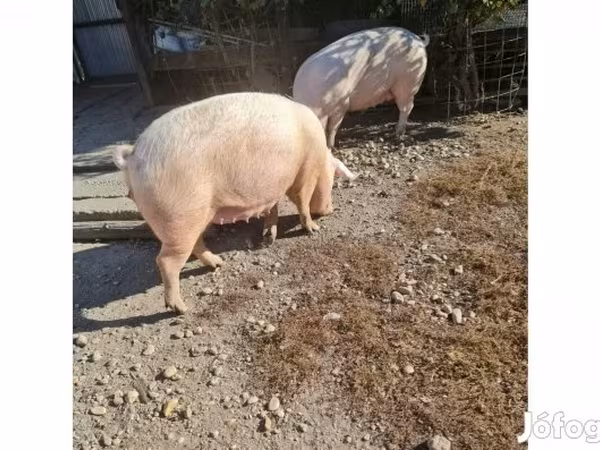 母猪, Крупная белая