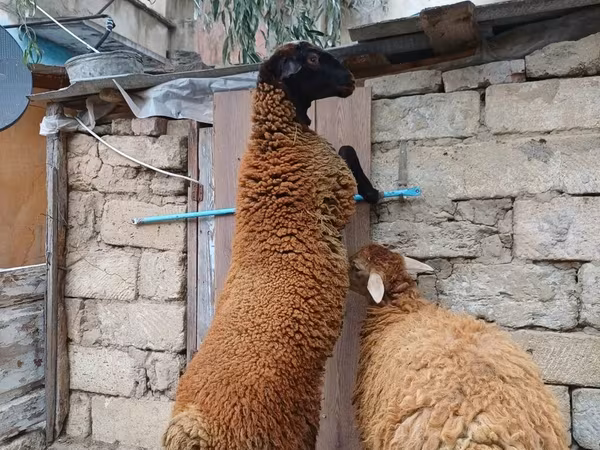 मेढ़ा, Blackheaded Persian sheep