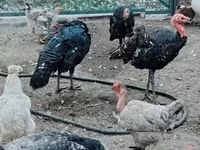 Turkeys — Foto 3