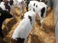 公牛, Limousin cow — 照片 7