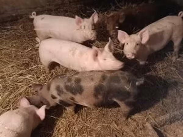 Porca, Porcos — Hungria