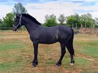 Cavalo, Cavalos — foto 2