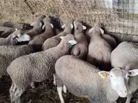 Schaf, Ile-de-France sheep — Foto 4