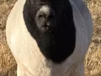 Widder, Dorper sheep — Foto 1