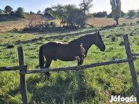 Pastuv, Коњи — fotografija 1