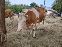 Сиыр, Венгриялық сұр тұқым — 2-сурет
