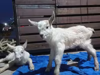 Koza, Saanen goat — zdjęcie 3
