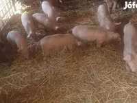 خنزير ذكر, الخنازير — الصورة 7