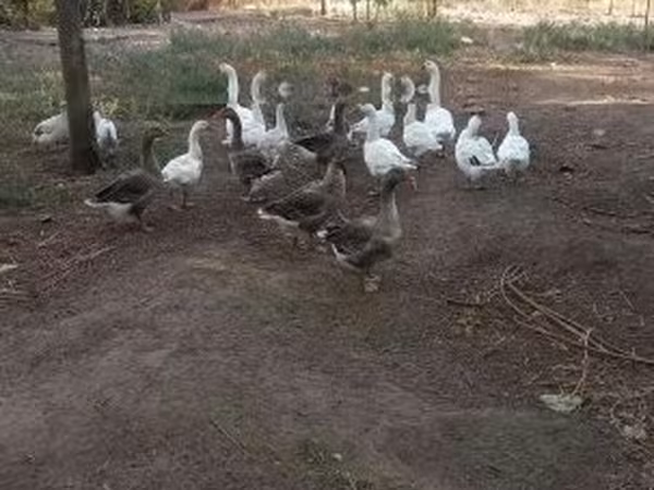 Geese — Hongrie