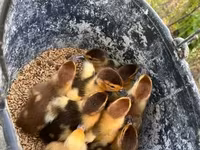 Ducks — fotografija 1