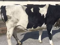Сиыр, Russian Black pied cattle — 7-сурет