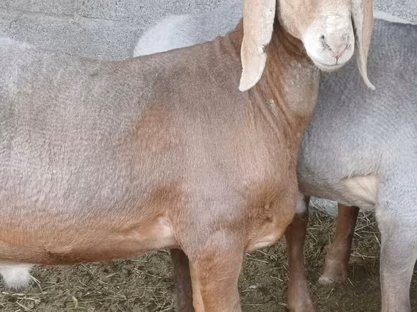 Қошқар, Arashan sheep