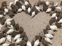 Quails — الصورة 1
