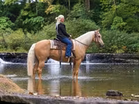 Pastuv, Palomino — fotografija 2