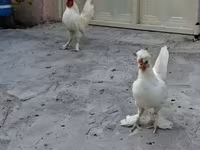 Chickens — fotografija 4