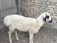 Ovan, Suffolk sheep — fotografija 1