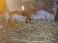 Säue, Schweine — Foto 3