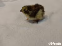 Quails — Foto 1