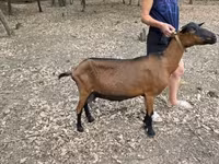 Cabra, Alpine goat — foto 2