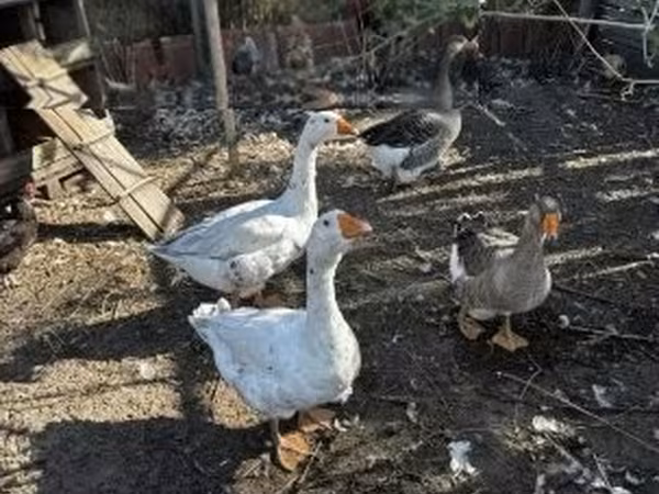 Geese — Hongrie