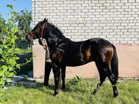 Pastuv, Swedish warmblood horse — fotografija 5