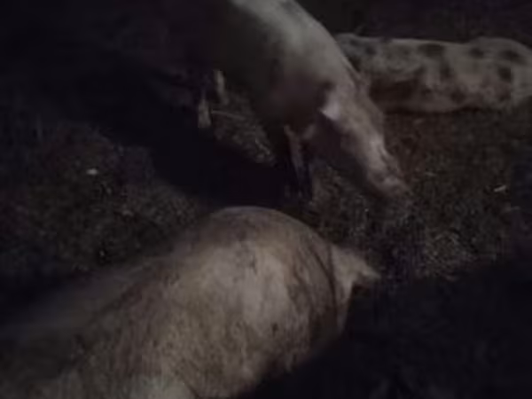 公猪, Pigs
