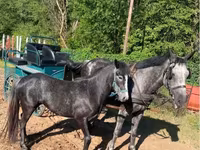 母马, Horses — 照片 1