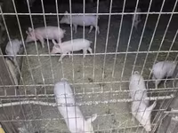 Cerdos (lote, sexo no especificado), Крупная белая — foto 3