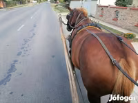 فرس, Hungarian horse breed — الصورة 4