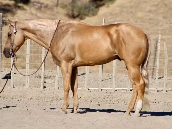 At, Quarter Horse