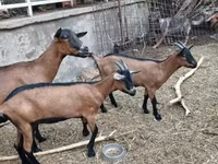 Koza, Alpine goat — fotografija 4