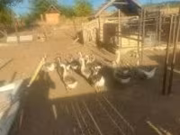 Geese — foto 2