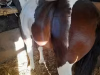 Cavalo, Cavalos — foto 6
