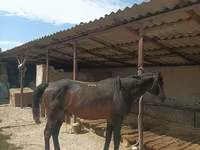 Pastuv, Karachay horse — fotografija 4