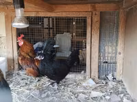 Chickens — fotografija 3