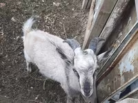 Ziegenbock, Alpine goat — Foto 2