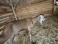 Koza, Nubian Goat — zdjęcie 1
