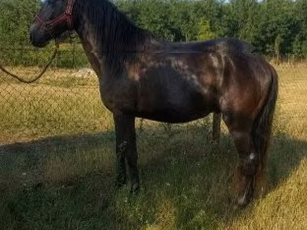 雄馬, Hungarian horse breed