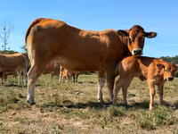 Krava, Partenaise cattle — fotografija 2