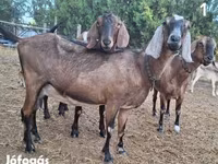 母山羊, Nubian Goat — 照片 1