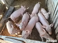 Boar, Крупная белая — photo 6
