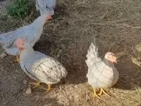 Chickens — 照片 2