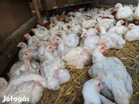 Chickens — الصورة 3