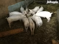 猪（批次，未指定性别）, Pigs — 照片 2