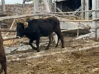 Vaca, Aberdeen-Angus — foto 8