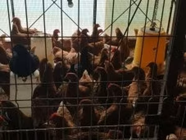Chickens