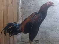 Chickens — fotografija 2