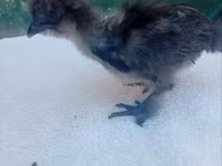 Silkie — photo 3