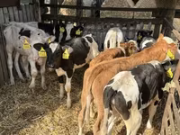 公牛, Simmental cattle — 照片 3