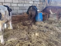 Vaca, Simmental cattle — foto 3